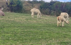 Absence de Joëlle et vacances scolaires