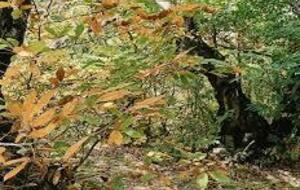 Rando mercredi 15 octobre St Julien Les Rosiers