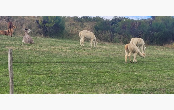 Absence de Joëlle et vacances scolaires
